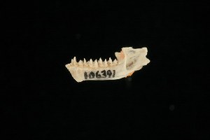  ( - ROM 106391)  @12 [ ] Unspecified (default): All Rights Reserved  Unspecified Unspecified