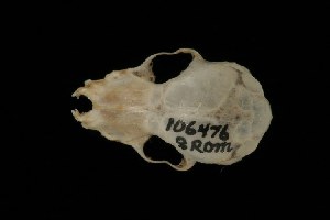  (Myotis annatessae - ROM MAM 106476)  @13 [ ] Copyright (2006) Royal Ontario Museum Royal Ontario Museum