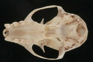  (Cynopterus brachyotis - ROM MAM 111006)  @14 [ ] Copyright (2006) Royal Ontario Museum Royal Ontario Museum