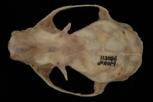  (Cynopterus cf. brachyotis - ROM MAM 113086)  @13 [ ] Copyright (2006) Royal Ontario Museum Royal Ontario Museum