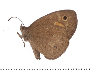  (Heteropsis turbata - DL06-722)  @12 [ ] Copyright (2015) David.C .Lees Cambridge University Department of Zoologyu