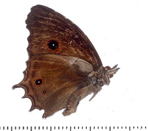  (Heteropsis mabillei - DL14M0-0003)  @11 [ ] Copyright (2015) David.C .Lees Cambridge University Department of Zoologyu