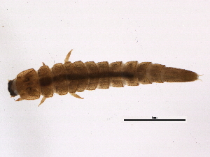  ( - BIOUG12556-H02)  @12 [ ] CreativeCommons - Attribution (2014) CBG Photography Group Centre for Biodiversity Genomics