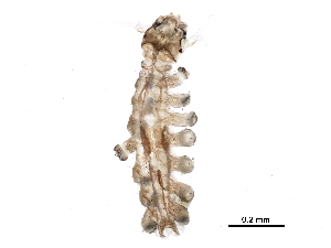  (Deuterophlebiidae - I14-250-32)  @11 [ ] CreativeCommons - Attribution (2015) CBG Photography Group Centre for Biodiversity Genomics