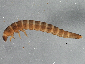  (Heterlimnius - BIOUG11119-C03)  @12 [ ] CreativeCommons - Attribution (2014) CBG Photography Group Centre for Biodiversity Genomics