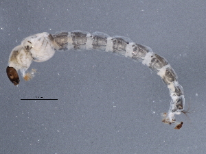  ( - BIOUG11119-F01)  @12 [ ] CreativeCommons - Attribution (2014) CBG Photography Group Centre for Biodiversity Genomics