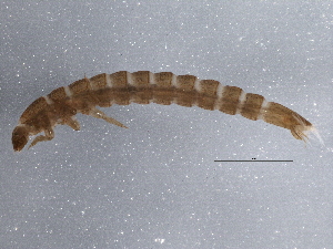  ( - BIOUG11119-H02)  @12 [ ] CreativeCommons - Attribution (2014) CBG Photography Group Centre for Biodiversity Genomics
