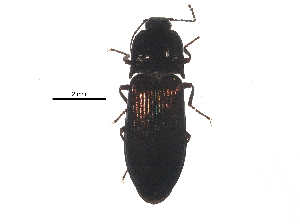  (Selatosomus montanus - PF14-31-02)  @14 [ ] CreativeCommons - Attribution (2015) CBG Photography Group Centre for Biodiversity Genomics