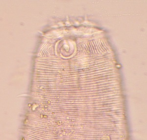  (Metachromadora chandleri - 24-BMACGNEMA-216)  @11 [ ] CreativeCommons - Attribution Share-Alike (2025) Alcides Sanchez Monge Universidad de Costa Rica