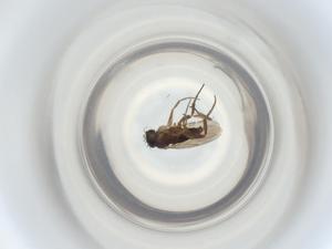  ( - ZMUO.070245)  @11 [ ] CreativeCommons - Attribution Share-Alike (2023) Centre for Biodiversity Genomics Centre for Biodiversity Genomics