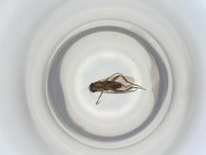  ( - ZMUO.070279)  @11 [ ] CreativeCommons - Attribution Share-Alike (2023) Centre for Biodiversity Genomics Centre for Biodiversity Genomics