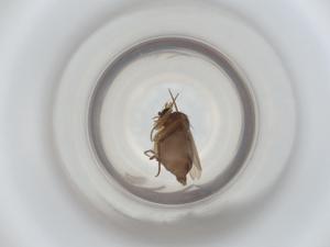  ( - ZMUO.071190)  @11 [ ] CreativeCommons - Attribution Share-Alike (2023) Centre for Biodiversity Genomics Centre for Biodiversity Genomics