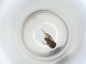  ( - ZMUO.071545)  @11 [ ] CreativeCommons - Attribution Share-Alike (2023) Centre for Biodiversity Genomics Centre for Biodiversity Genomics