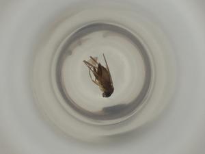  ( - ZMUO.072862)  @11 [ ] CreativeCommons - Attribution Share-Alike (2023) Centre for Biodiversity Genomics Centre for Biodiversity Genomics