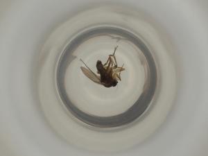  ( - ZMUO.072905)  @11 [ ] CreativeCommons - Attribution Share-Alike (2023) Centre for Biodiversity Genomics Centre for Biodiversity Genomics