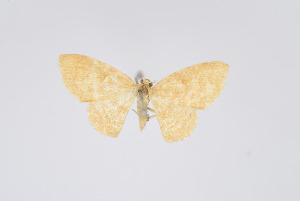  (Eois pyraliata - Eo00976)  @11 [ ] Copyright (2009) Natural History Museum, London Natural History Museum, London