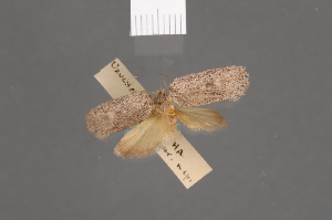  (Uzucha hypoxantha - BMNH(E)-953910)  @11 [ ] Copyright (2011) NHM London NHM London