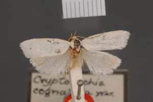  (Xylorycta cognatella - BMNH(E)-953921)  @11 [ ] Copyright (2011) NHM London NHM London