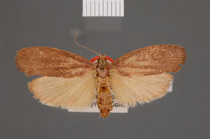  (Cryptophasa phaethontia - BMNH(E)-953962)  @11 [ ] Copyright (2011) NHM London NHM London