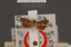  (Chereuta anthracistis - BMNH(E)-953992)  @11 [ ] Copyright (2011) NHM London NHM London