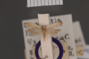  (Liparistis lioxera - BMNH(E)-953995)  @11 [ ] Copyright (2011) NHM London NHM London