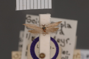  (Scieropepla oxyptera - BMNH(E)-953998)  @11 [ ] Copyright (2011) NHM London NHM London