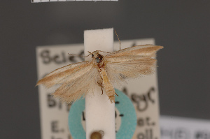  (Scieropepla oxyptera - BMNH(E)-954002)  @11 [ ] Copyright (2011) NHM London NHM London