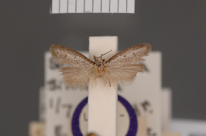  (Scieropepla silvicola - BMNH(E)-954032)  @11 [ ] Copyright (2011) NHM London NHM London