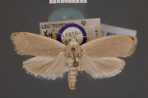  (Xylorycta ixeuta - BMNH(E)-954062)  @11 [ ] Copyright (2011) NHM London NHM London