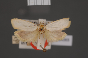  (Xylorycta terenopis - BMNH(E)-954065)  @11 [ ] Copyright (2011) NHM London NHM London