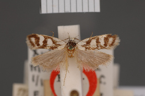  (Xylorycta maeandria - BMNH(E)-954073)  @11 [ ] Copyright (2011) NHM London NHM London