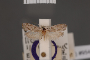  (Lichenaula lithina - BMNH(E)-954101)  @11 [ ] Copyright (2011) NHM London NHM London
