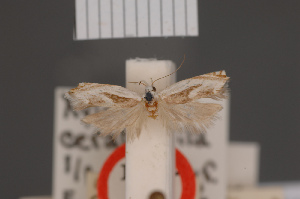  (Xylorycta ceratospila - BMNH(E)-954121)  @11 [ ] Copyright (2011) NHM London NHM London