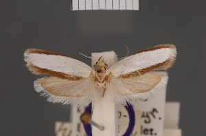  (Potniarcha hierastis - BMNH(E)-954127)  @11 [ ] Copyright (2011) NHM London NHM London