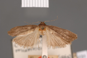  (Cryptolechia murinela - BMNH(E)-954131)  @11 [ ] Copyright (2011) NHM London NHM London