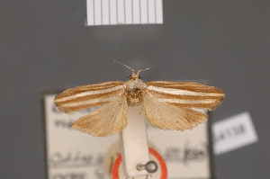  (Catoryctis nexella - BMNH(E)-954138)  @11 [ ] Copyright (2011) NHM London NHM London