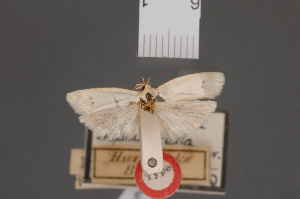  (Xylorycta bipunctella - BMNH(E)-954143)  @11 [ ] Copyright (2011) NHM London NHM London