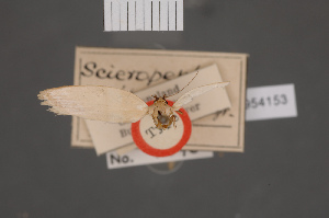  (Eschatura nettomorpha - BMNH(E)-954153)  @11 [ ] Copyright (2011) NHM London NHM London