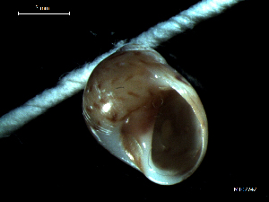  (Euspira nitida - MT07742)  @11 [ ] CreativeCommons - Attribution Non-Commercial Share-Alike (2015) Unspecified Deutsche Zentrum fuer Marine Biodiversitaetsforschung Wilhelmshaven