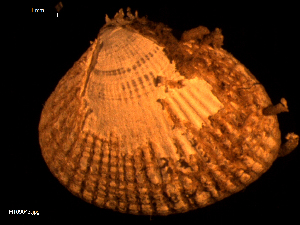  ( - MT09043)  @11 [ ] CreativeCommons - Attribution Non-Commercial Share-Alike (2015) Unspecified Deutsche Zentrum fuer Marine Biodiversitaetsforschung Wilhelmshaven