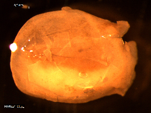 ( - MT09224)  @11 [ ] CreativeCommons - Attribution Non-Commercial Share-Alike (2015) Unspecified Deutsche Zentrum fuer Marine Biodiversitaetsforschung Wilhelmshaven