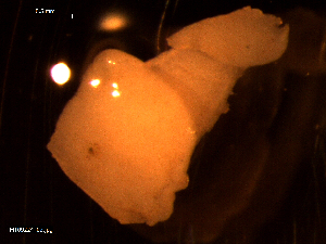  ( - MT09224)  @11 [ ] CreativeCommons - Attribution Non-Commercial Share-Alike (2015) Unspecified Deutsche Zentrum fuer Marine Biodiversitaetsforschung Wilhelmshaven