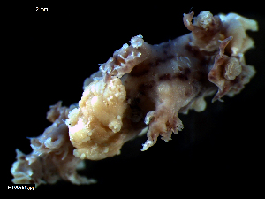  ( - MT09658)  @11 [ ] CreativeCommons - Attribution Non-Commercial Share-Alike (2015) Unspecified Deutsche Zentrum fuer Marine Biodiversitaetsforschung Wilhelmshaven