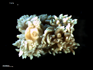  ( - MT09665)  @14 [ ] CreativeCommons - Attribution Non-Commercial Share-Alike (2015) Unspecified Deutsche Zentrum fuer Marine Biodiversitaetsforschung Wilhelmshaven