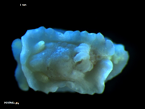  ( - MT09683)  @11 [ ] CreativeCommons - Attribution Non-Commercial Share-Alike (2015) Unspecified Deutsche Zentrum fuer Marine Biodiversitaetsforschung Wilhelmshaven
