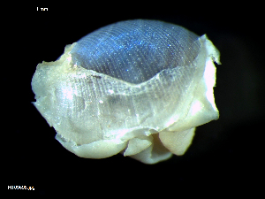  (Philine cf. punctata - MT09695)  @11 [ ] CreativeCommons - Attribution Non-Commercial Share-Alike (2015) Unspecified Deutsche Zentrum fuer Marine Biodiversitaetsforschung Wilhelmshaven