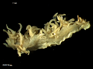  (Favorinus sp - MT09701)  @11 [ ] CreativeCommons - Attribution Non-Commercial Share-Alike (2015) Unspecified Deutsche Zentrum fuer Marine Biodiversitaetsforschung Wilhelmshaven