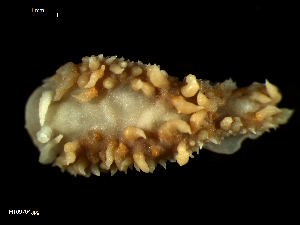  (Gulenia borealis - MT09704)  @14 [ ] CreativeCommons - Attribution Non-Commercial Share-Alike (2015) Unspecified Deutsche Zentrum fuer Marine Biodiversitaetsforschung Wilhelmshaven