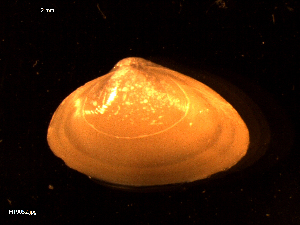  (Spisula elliptica - MT09052)  @13 [ ] CreativeCommons - Attribution Non-Commercial Share-Alike (2015) Unspecified Deutsche Zentrum fuer Marine Biodiversitaetsforschung Wilhelmshaven