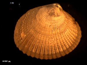  ( - MT09084)  @11 [ ] CreativeCommons - Attribution Non-Commercial Share-Alike (2015) Unspecified Deutsche Zentrum fuer Marine Biodiversitaetsforschung Wilhelmshaven